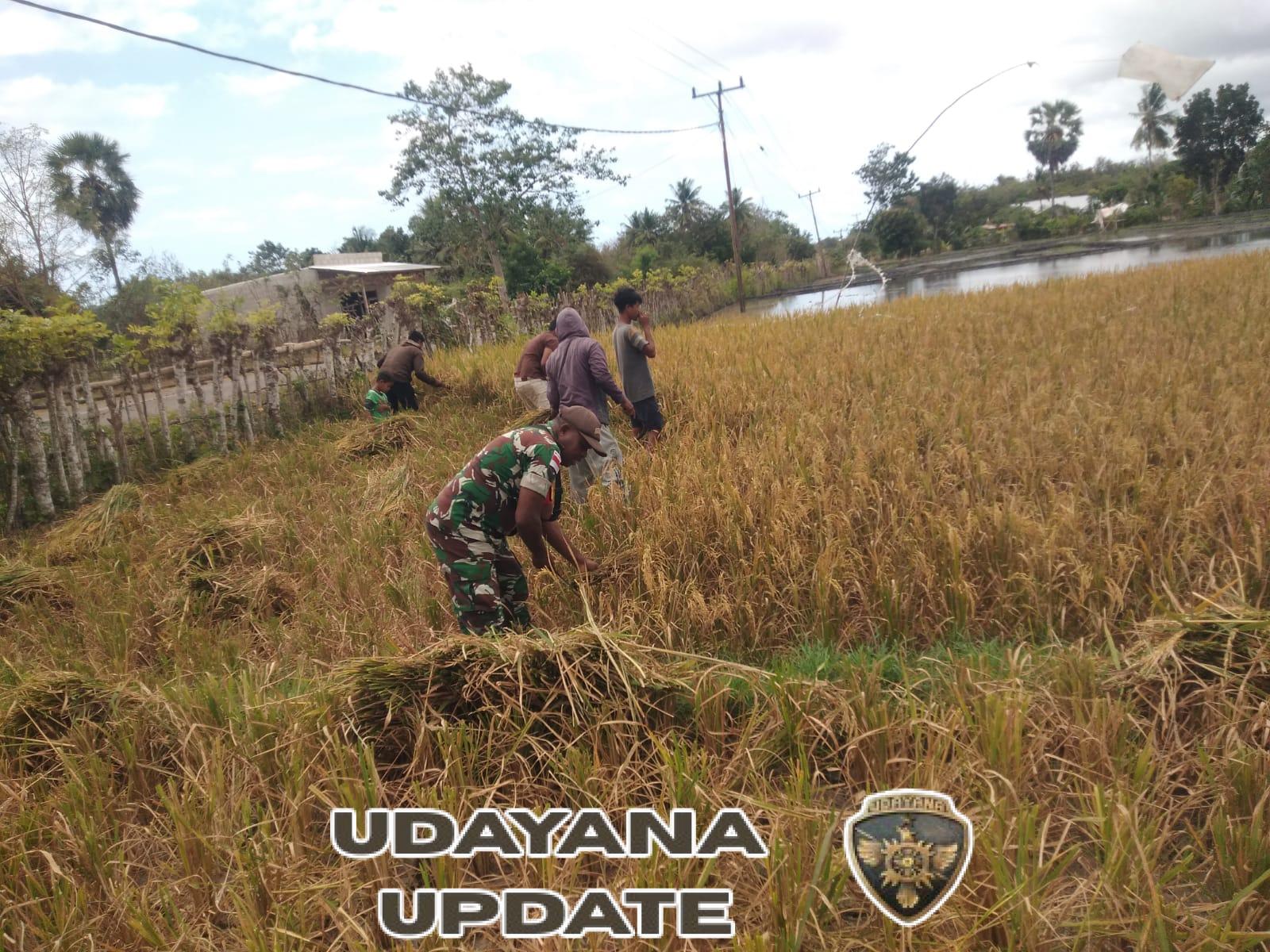Sukseskan Ketahanan Pangan, Babinsa Koramil 03/Pahunga Lodu Bantu Petani Panen Padi