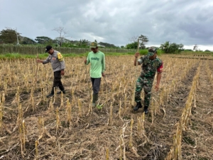 Tegaskan Komitmen Jaga Sinergitas TNI Polri, Babinsa Dan Bhabinkamtibmas Gelgel Bersatu Tanam Jagung Bersama