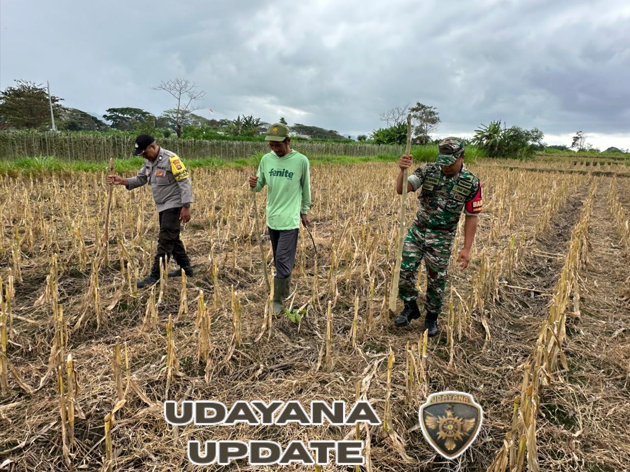 Tegaskan Komitmen Jaga Sinergitas TNI Polri, Babinsa Dan Bhabinkamtibmas Gelgel Bersatu Tanam Jagung Bersama