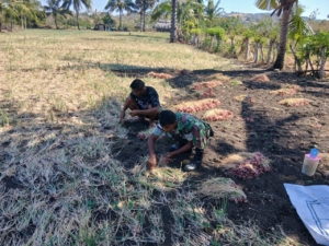 Petani Bawang, Melki Weto: Kami Senang Babinsa Selalu Hadir Untuk Membantu Petani