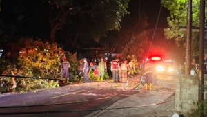 Kolaborasi TNI, Polri, Damkar Evakuasi Pohon Tumbang