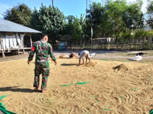 Babinsa Koramil 03/Pahunga Lodu Dampingi Warga Jemur Padi di Desa Hadakamali
