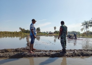 Babinsa Koramil 1625-05 Serka Laudowik Hurek Pantau Langsung Aktivitas Petani di Irigasi Mbay Kanan
