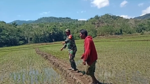 Babinsa Koramil 04/Tabundung Dampingi Petani Pantau Pertumbuhan Padi di Sawah