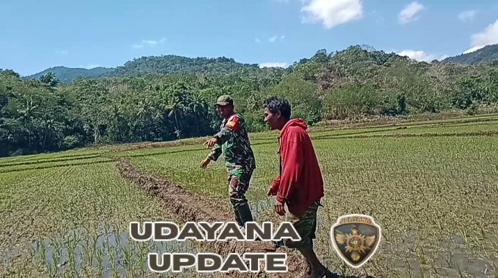 Babinsa Koramil 04/Tabundung Dampingi Petani Pantau Pertumbuhan Padi di Sawah