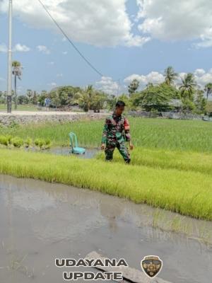 Babinsa Koramil 02/Rindi Umalulu Penuh Semangat Bantu Petani Cabut Bibit Padi di Sawah
