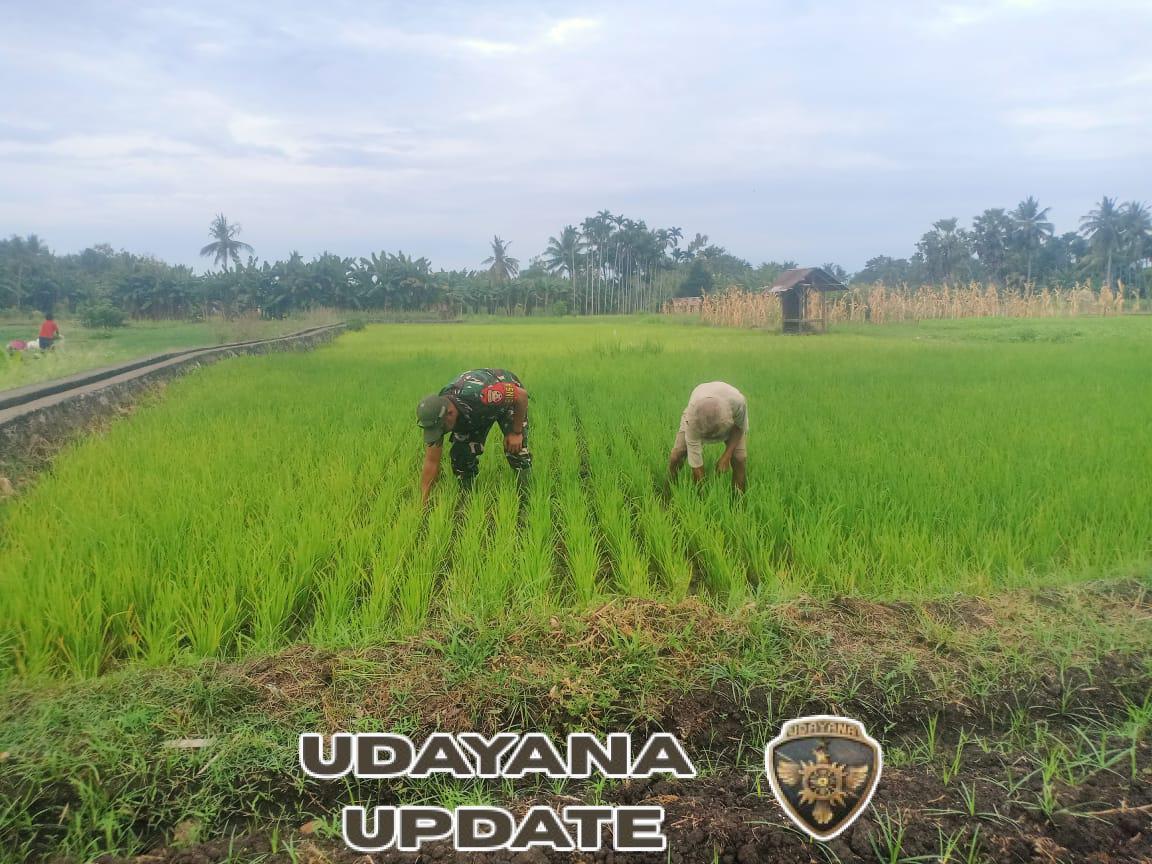 Kerja Sama Babinsa dan Petani Aimoli, Sawah 1 Hektar Dibersihkan Secara Gotong Royong