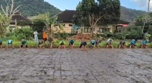 Beri Harapan Baru Untuk Petani, Koramil Dawan Bersinergi Gelar Gerakan Tanam Padi Hibrida