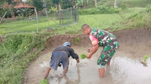 Babinsa Undisan Bersama Petani Gotong Royong Laksanakan Penanaman Padi