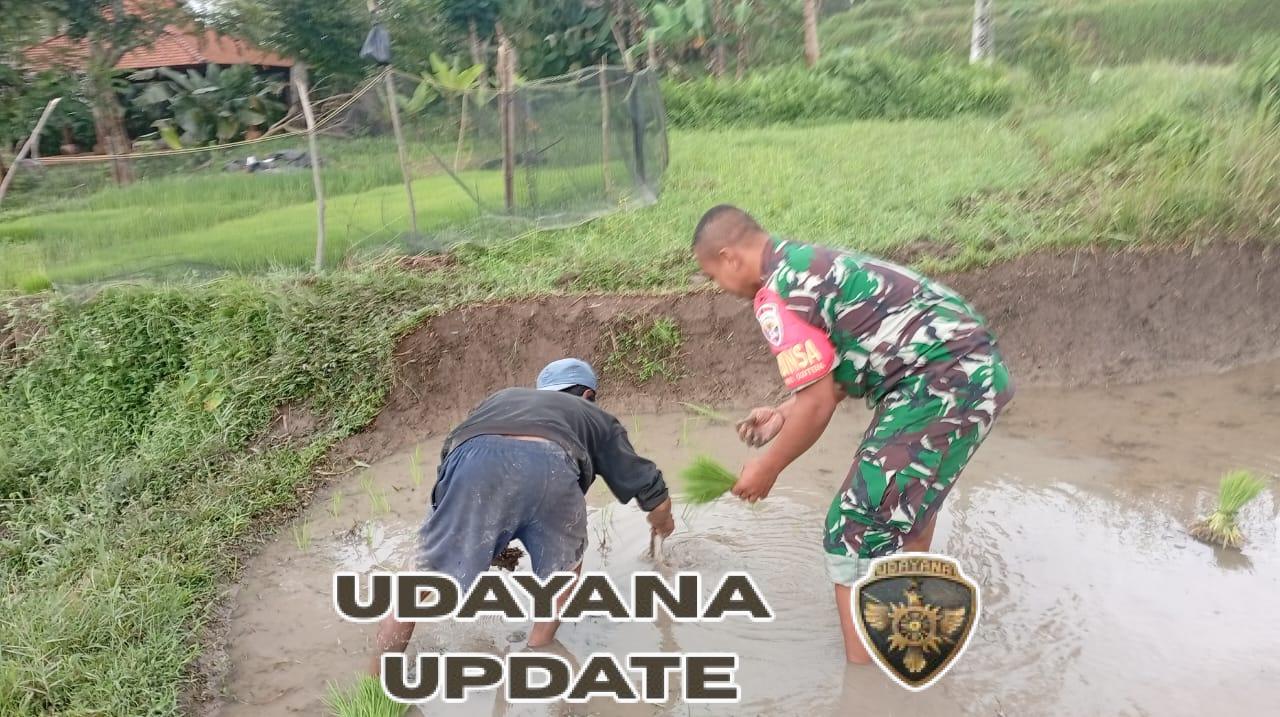 Babinsa Undisan Bersama Petani Gotong Royong Laksanakan Penanaman Padi