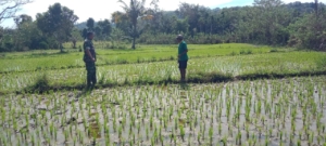 Babinsa Koramil 04/Tabundung Dukung Ketahanan Pangan Lewat Pendampingan Petani