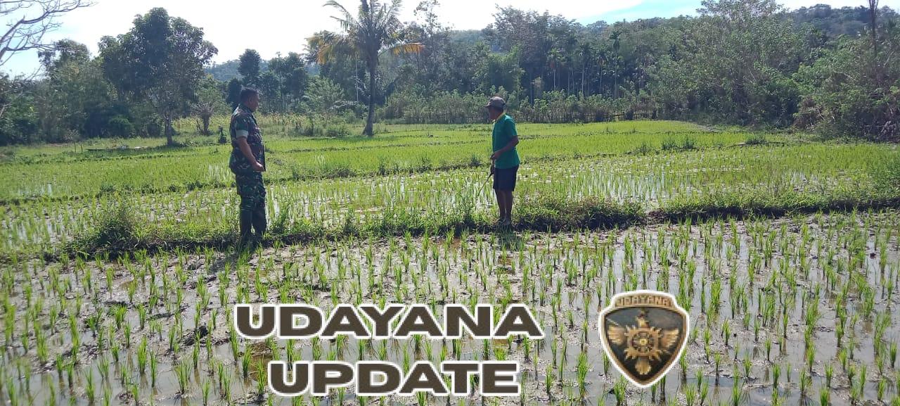 Babinsa Koramil 04/Tabundung Dukung Ketahanan Pangan Lewat Pendampingan Petani