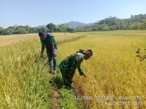 TNI dan Penyuluh Pertanian Bersinergi Dukung Produktivitas di Pinupahar