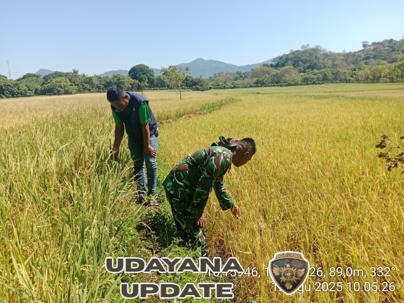 TNI dan Penyuluh Pertanian Bersinergi Dukung Produktivitas di Pinupahar