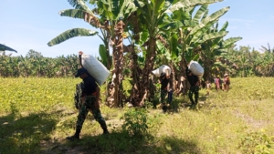Kacang Hijau Siap Panen, Satgas Pos Haslot Turut Bantu Warga Binaan Laksanakan Panen Bersama