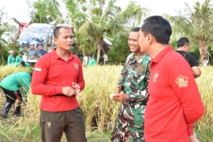 Kodim 1609/Buleleng Dorong Ketahanan Pangan, Launching Panen Padi Semeton Buleleng Resmi Digelar