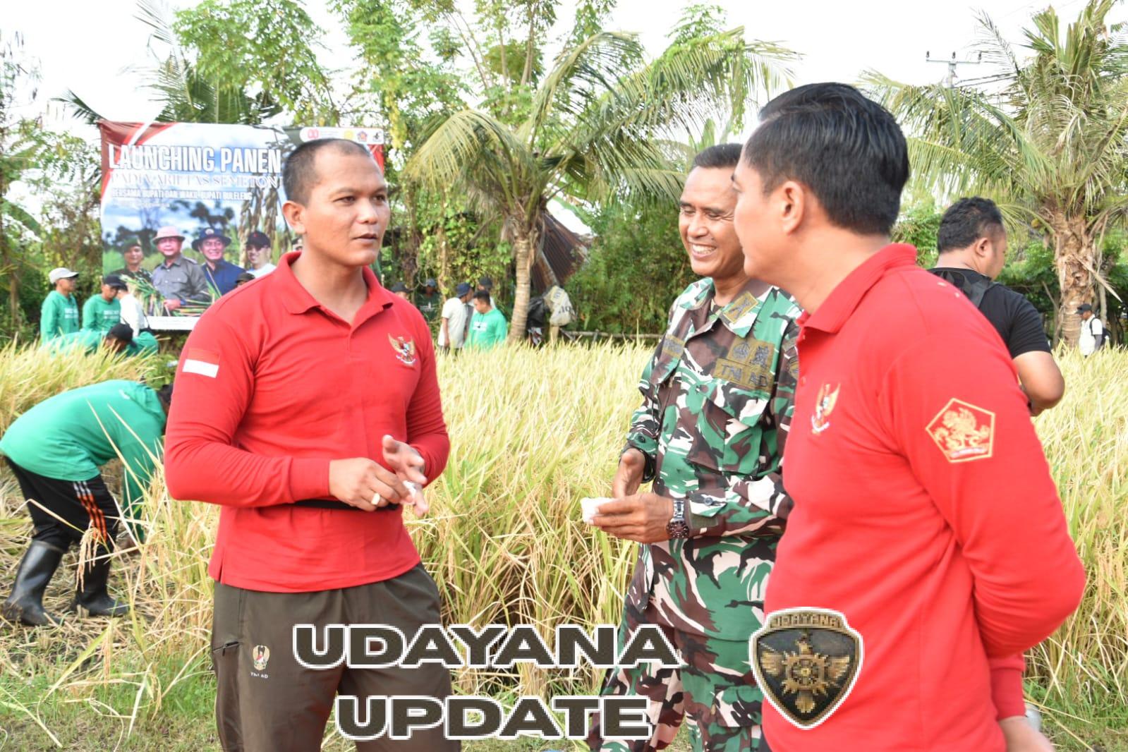 Kodim 1609/Buleleng Dorong Ketahanan Pangan, Launching Panen Padi Semeton Buleleng Resmi Digelar