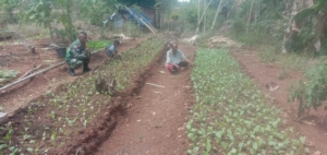 Babinsa Desa Eban Bimbing Petani Manfaatkan Lahan Pekarangan