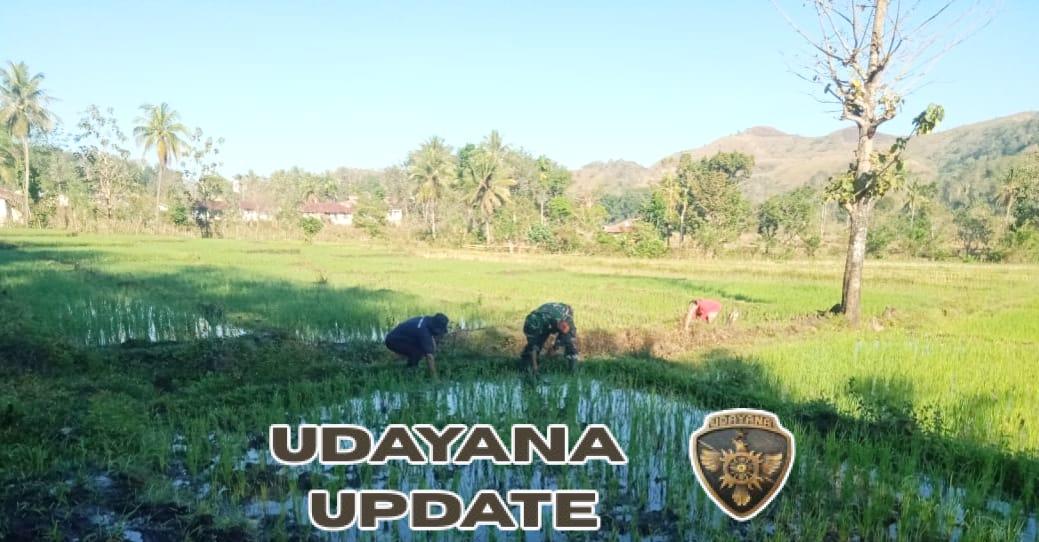 TNI dan Petani Bersatu Majukan Pertanian di Kecamatan Tabundung