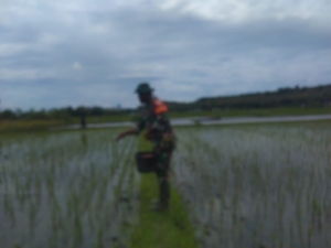 Perkuat Ketahanan Pangan, Koptu Mukmin Matoke Dampingi Petani Sebar Pupuk