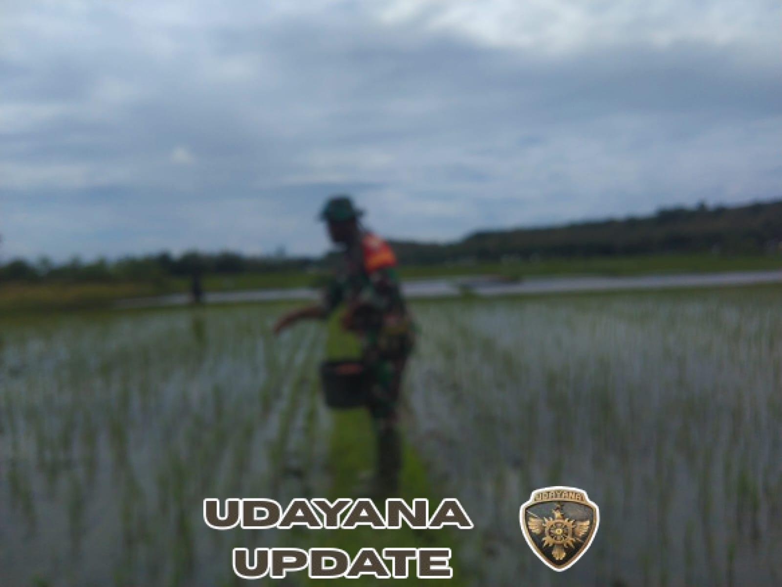 Perkuat Ketahanan Pangan, Koptu Mukmin Matoke Dampingi Petani Sebar Pupuk