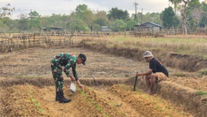 Dukung Ketahanan Pangan, Satgas Pos Asulait Bersama Mahasiswa Manfaatkan Lahan Kosong Dengan Tanami Sayuran