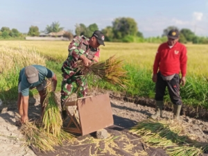 Bersama Dinas Pertanian Kelian Subak Tambahan Babinsa Kubutambahan (Sertu I Gde Supartayasa) mendampingi Panen Padi