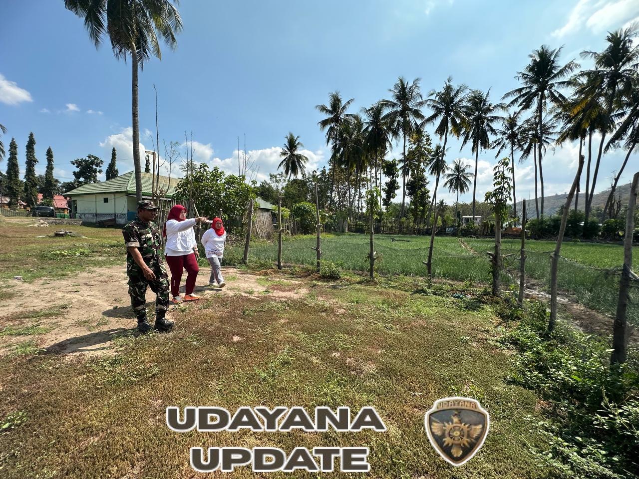 Danramil Pelda Irwan Bersama Persit Tinjau Lahan Pertanian Koramil