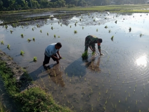 Babinsa Kodim 1602/Ende Aktif Lakukan Monitoring dan Pendampingan Kelompok Tani Lokal