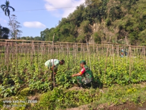 Pererat Kemanunggalan, Babinsa Koramil 1602-01/Ende Hadir di Tengah Petani Watumere