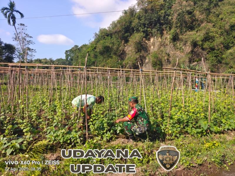 Pererat Kemanunggalan, Babinsa Koramil 1602-01/Ende Hadir di Tengah Petani Watumere