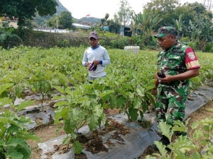 Babinsa Koramil 1602-01/Ende Bantu Bersihkan Kebun Sayur dan Jaga Kamtibmas