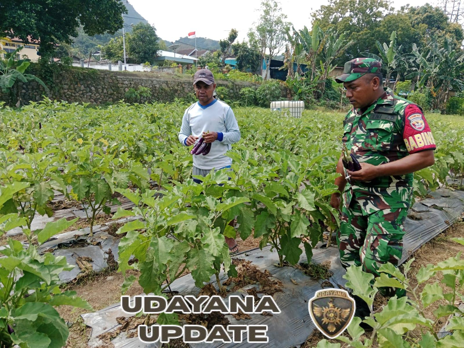 Babinsa Koramil 1602-01/Ende Bantu Bersihkan Kebun Sayur dan Jaga Kamtibmas