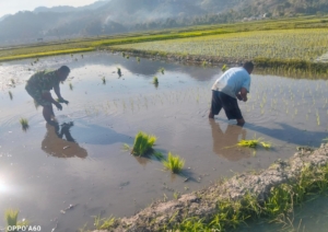 TNI Hadir di Tengah Petani: Babinsa Kodim 1602/Ende Laksanakan Komsos dan Han Pangan