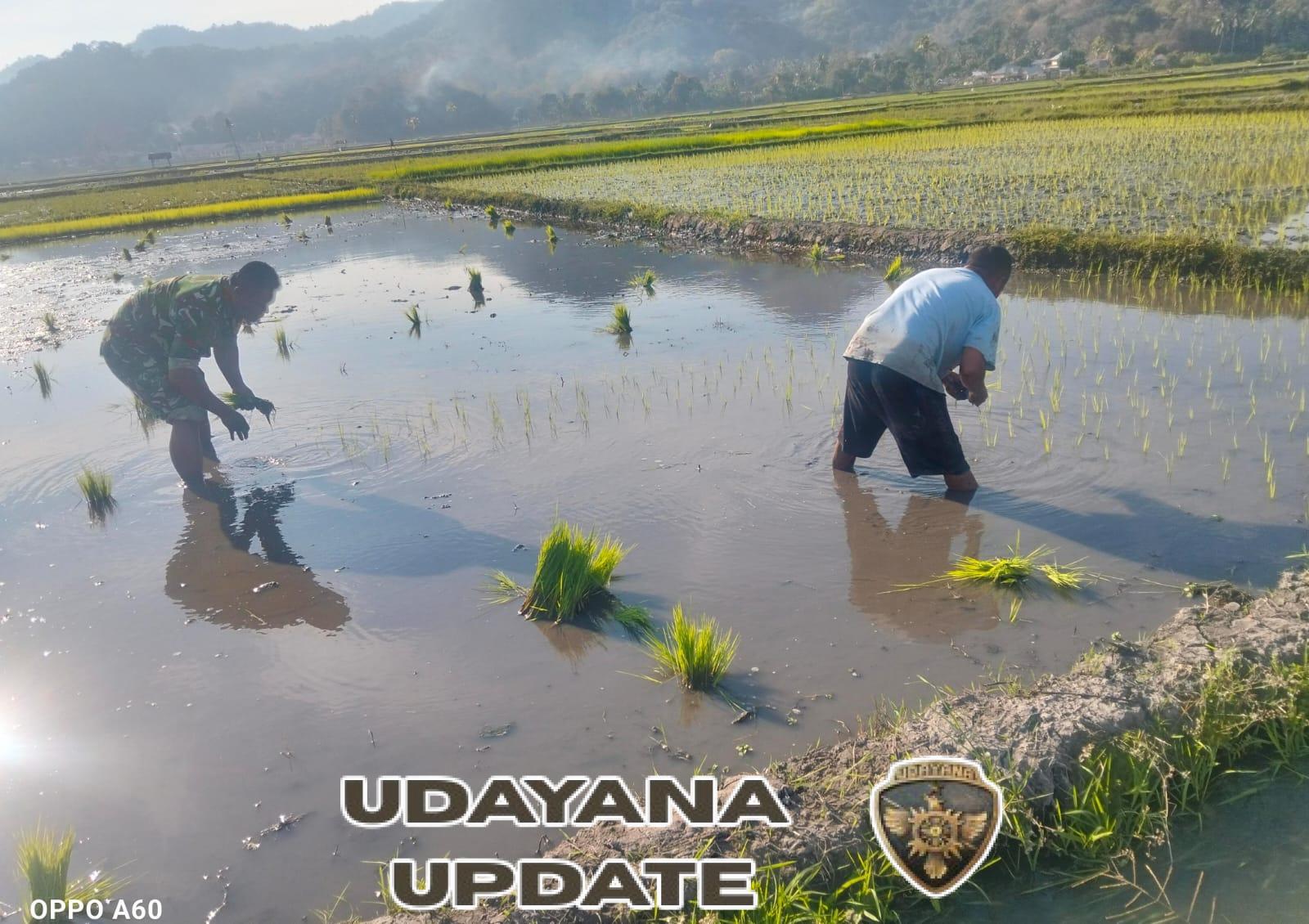 TNI Hadir di Tengah Petani: Babinsa Kodim 1602/Ende Laksanakan Komsos dan Han Pangan