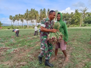 Kelompok Tani So Diwu Ama Sono Terima Dukungan Penuh dari Babinsa Wilamaci