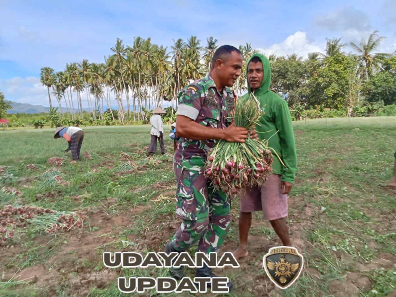 Kelompok Tani So Diwu Ama Sono Terima Dukungan Penuh dari Babinsa Wilamaci