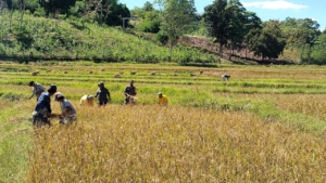 Panen Padi Jadi Momen Komsos Babinsa Husni di Tanarighu