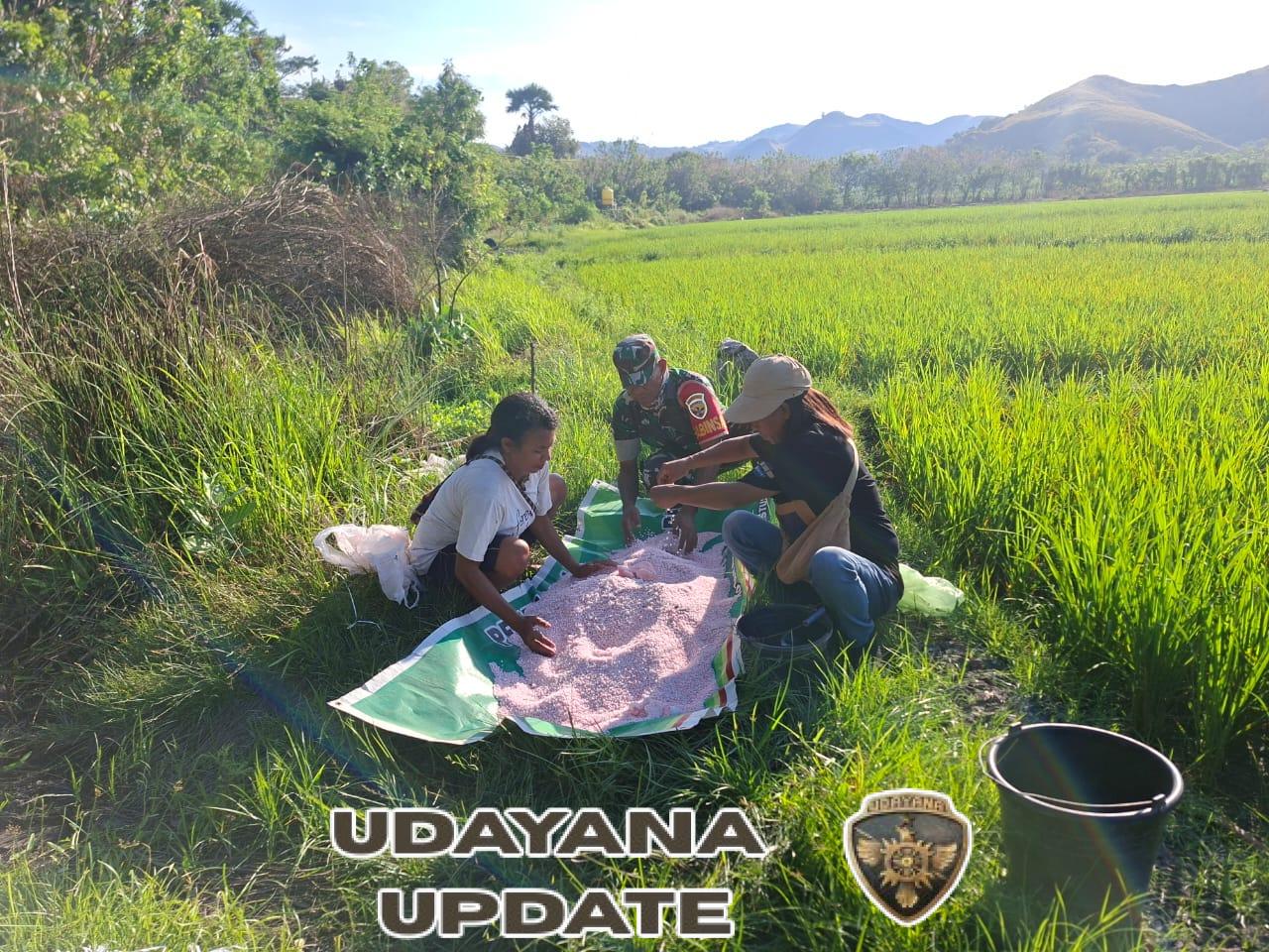 Pantau Tanaman Padi, Babinsa dan Poktan Bersatu di Dusun Sokolago