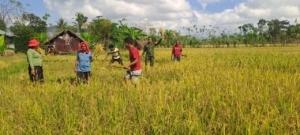 Wujud Kepedulian TNI, Babinsa Sertu Junus Ratu Bantu Panen Padi di Ngadu Ngala