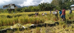 TNI AD Dukung Ketahanan Pangan Lewat Pendampingan Panen di Abad