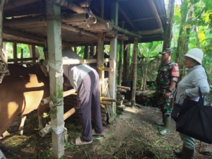 Sinergi TNI dan Pemerintah Sukseskan Vaksinasi PMK 97 Ekor Sapi di Bakbakan