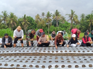 Sinergi Babinsa, Petani, dan Dinas Pertanian Jaga Stabilitas Harga Bawang Merah