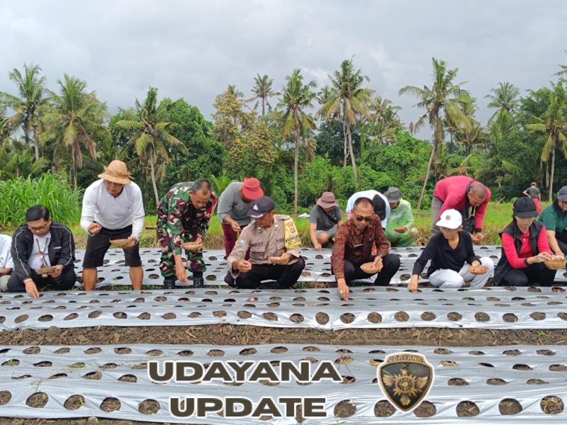 Sinergi Babinsa, Petani, dan Dinas Pertanian Jaga Stabilitas Harga Bawang Merah