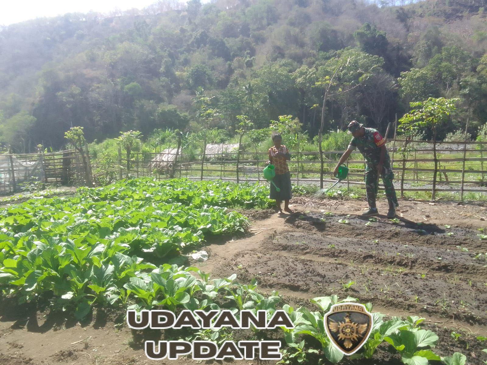 Gotong Royong Babinsa dan Petani Tingkatkan Produktivitas Pertanian