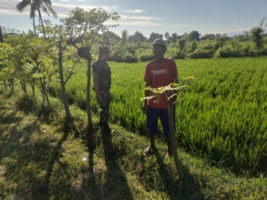Sukseskan Ketahanan Pangan, Babinsa Musi Pantau Lahan Padi Petani Ketut Suradnya