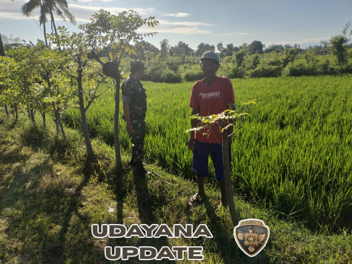 Sukseskan Ketahanan Pangan, Babinsa Musi Pantau Lahan Padi Petani Ketut Suradnya