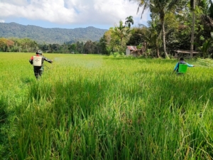 Babinsa Koramil 1630-02/Lembor Dampingi Penyemprotan Obat Hama pada Tanaman Padi di Desa Golo Manting