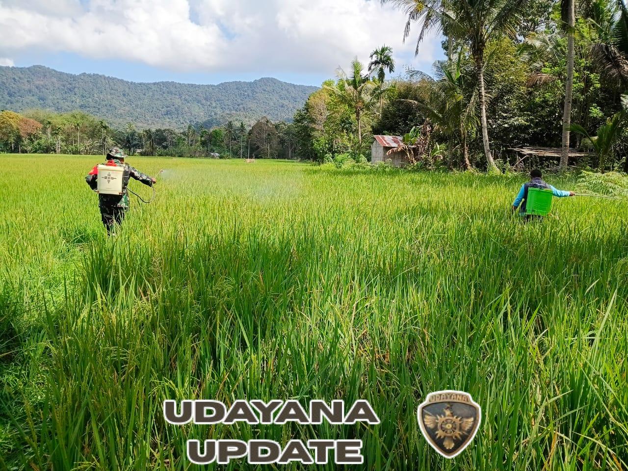 Babinsa Koramil 1630-02/Lembor Dampingi Penyemprotan Obat Hama pada Tanaman Padi di Desa Golo Manting