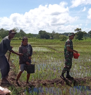 Sinergi TNI-Rakyat: Babinsa dan Petani Bersama Sebar Pupuk NPK di Sawah